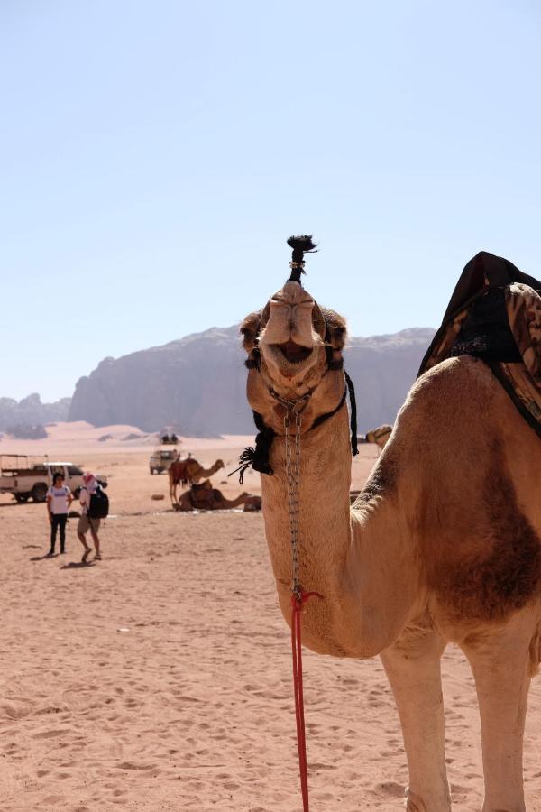 Wadirum Momoo Wadi Rum Eksteriør billede
